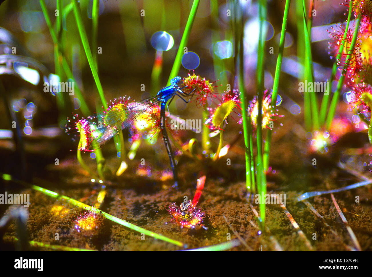 Drosera rotundifolia, Hoja Redonda sundew Foto de stock