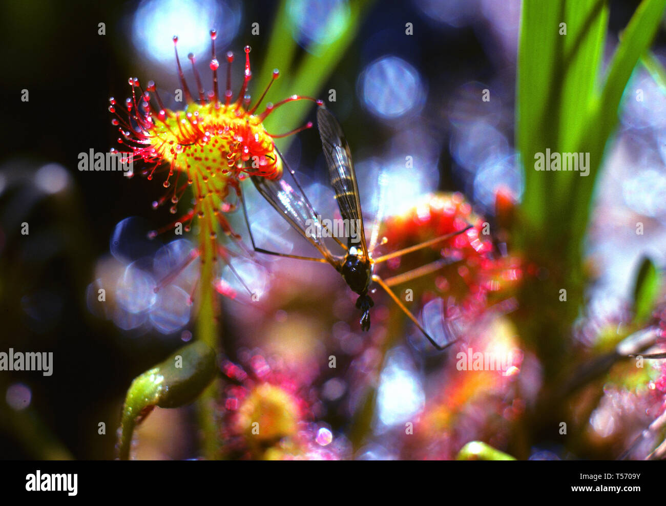 Drosera rotundifolia, Hoja Redonda sundew Foto de stock