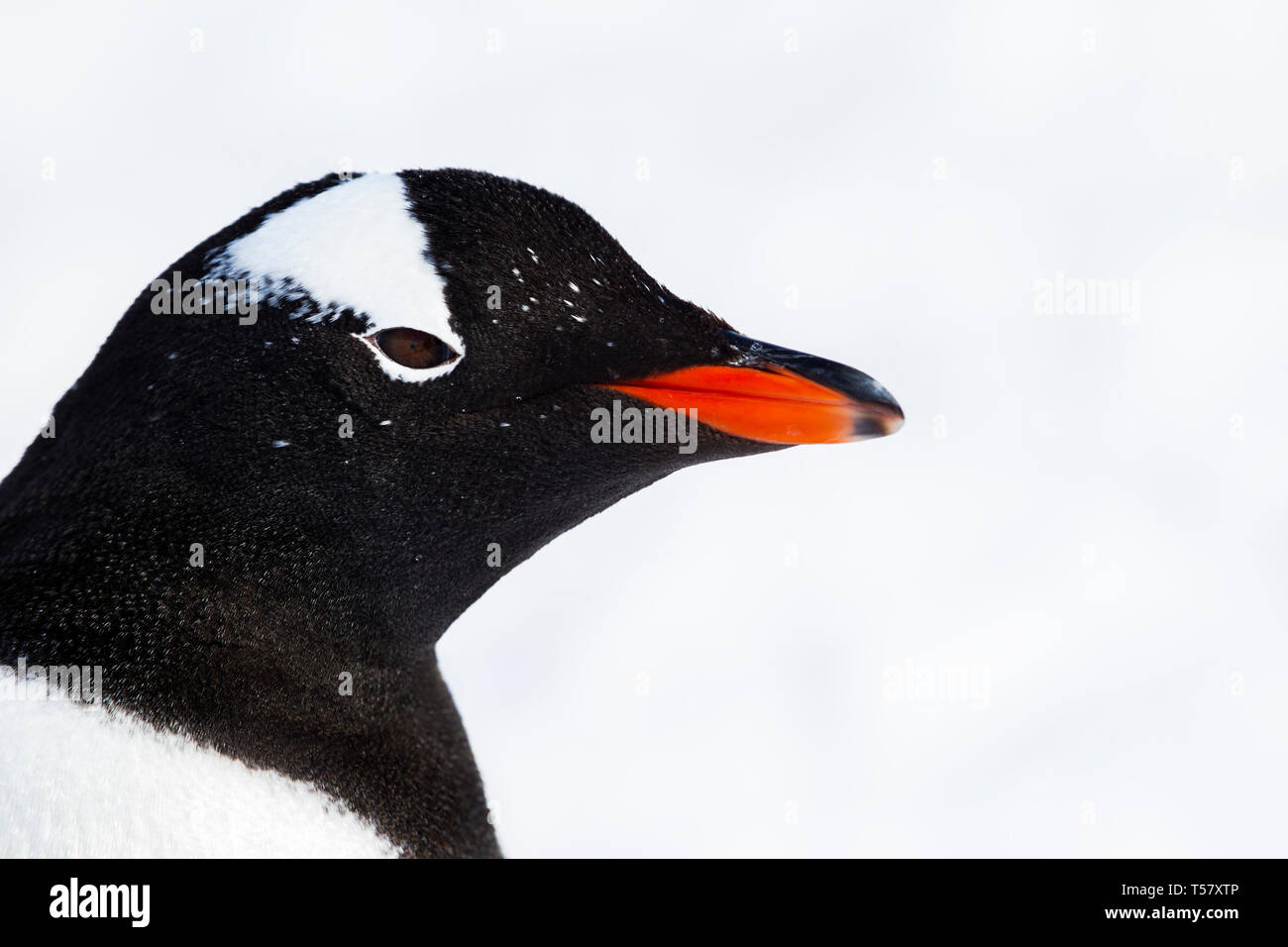 Un retrato de un cierre, pingüinos de la Antártida. Foto de stock