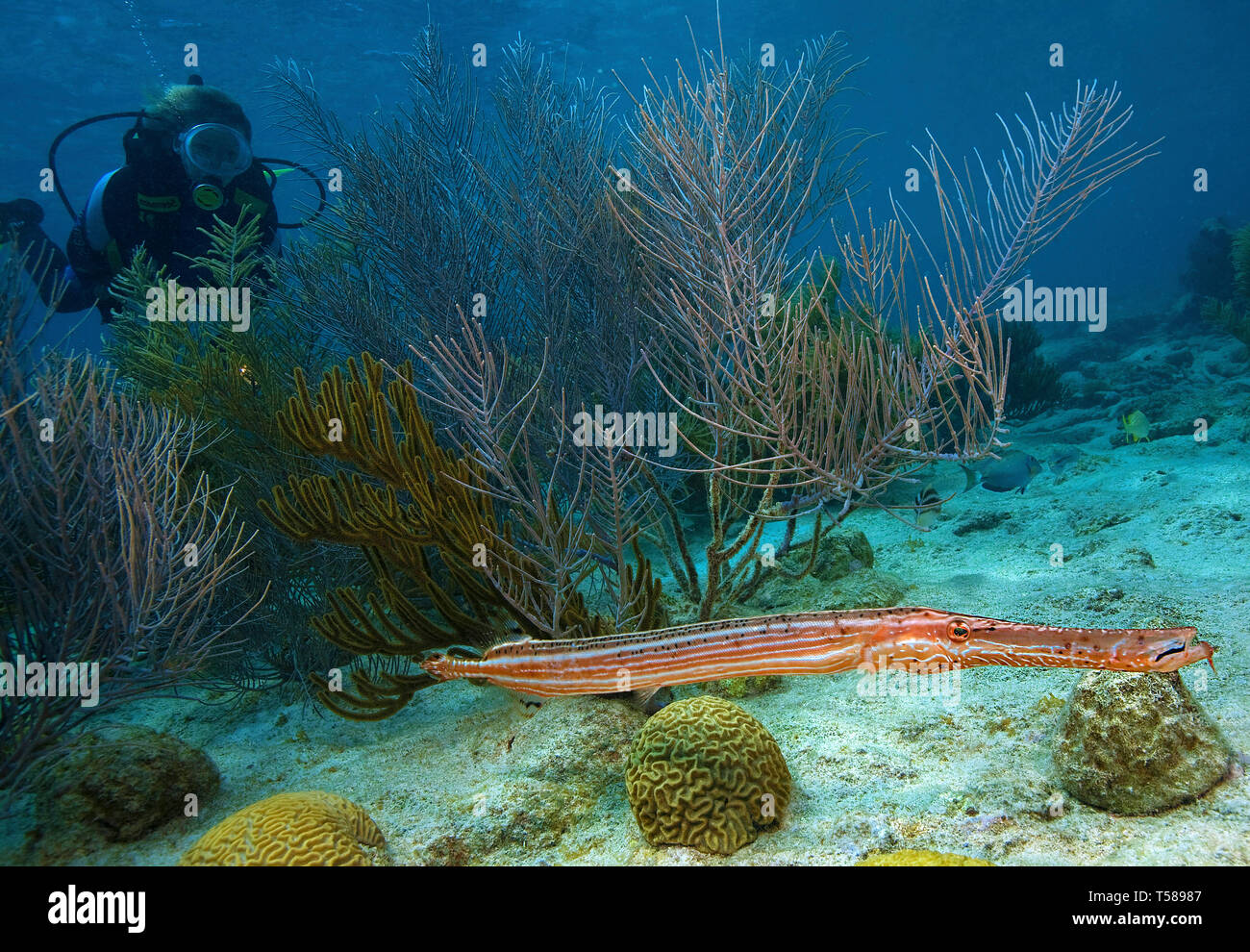 Al oeste del Atlántico o trumpetfish Trumpetfish (Aulostomus maculatus) y  buzo, Bonaire, Antillas Holandesas, el Caribe Fotografía de stock - Alamy