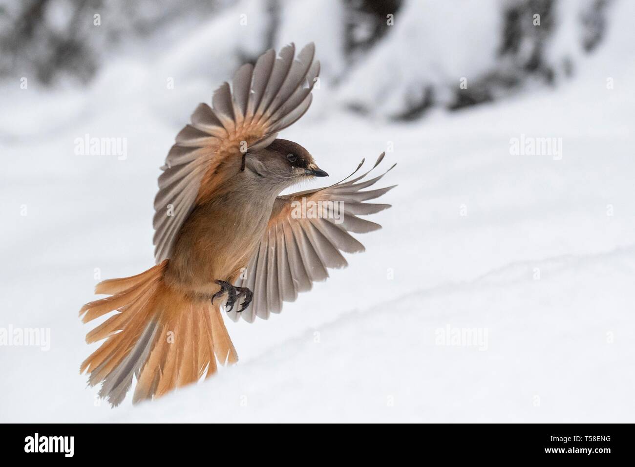 Jay siberiano (Perisoreus infaustus) volando en la nieve, Kuusamo, Finlandia Foto de stock