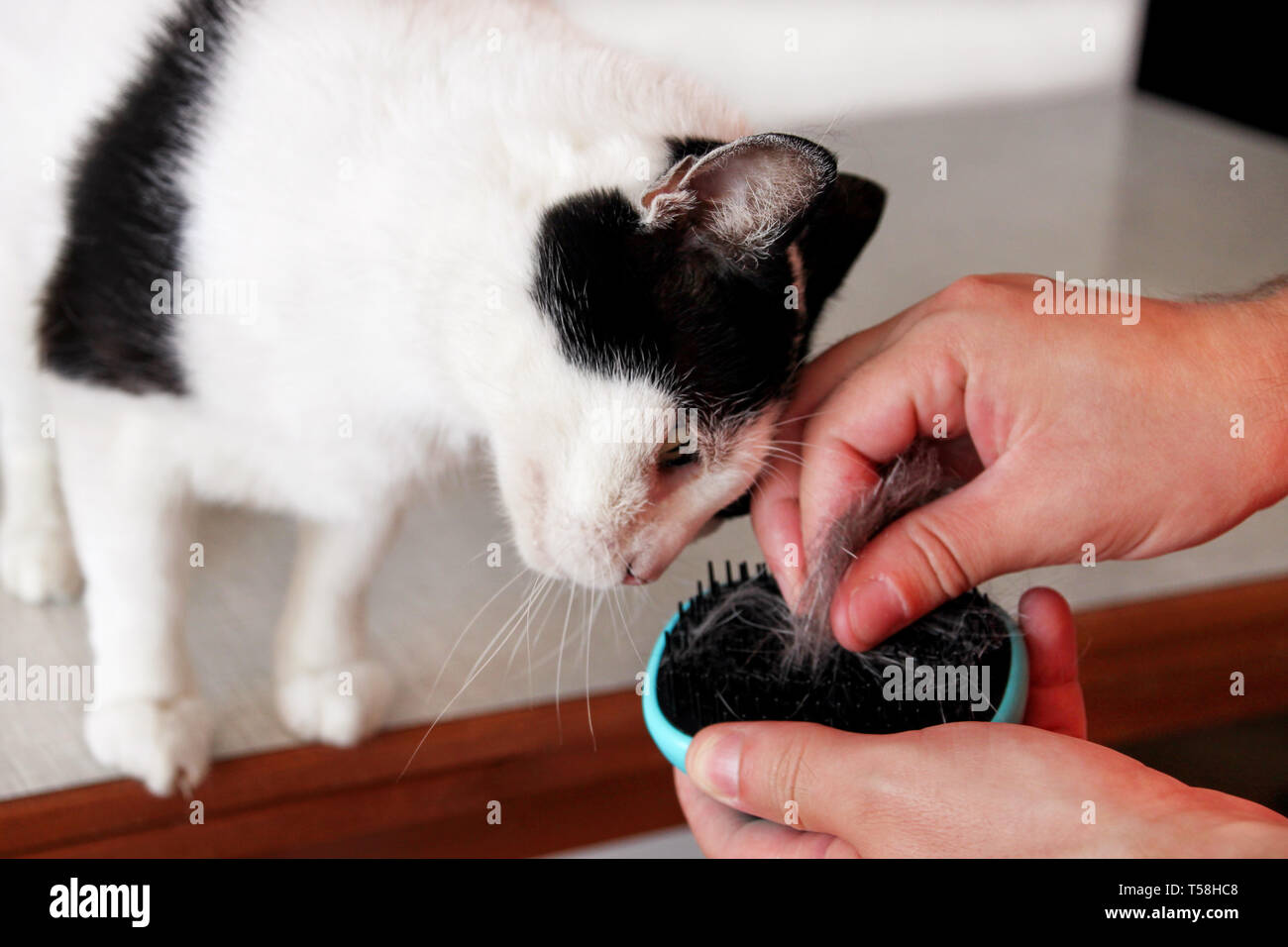 El hombre es cepillar el pelo y cepillo peine de pieles de gato negro gato  blanco sobre la mesa. Lindo gato disfrute y feliz con su propietario. Manos  masculina es acariciar, cepillado