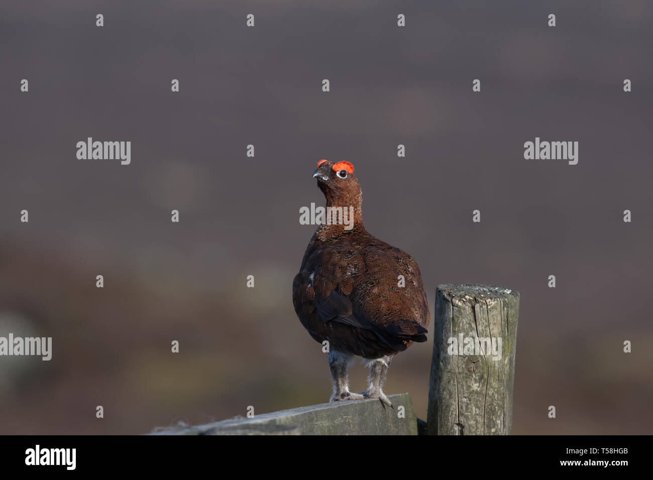 Grouse rojo Foto de stock