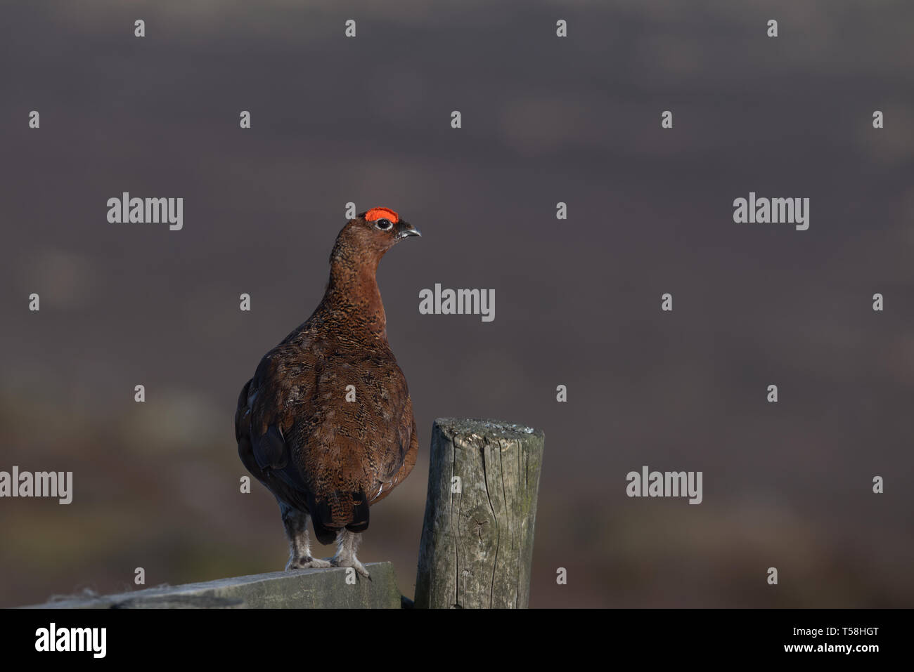 Grouse rojo Foto de stock