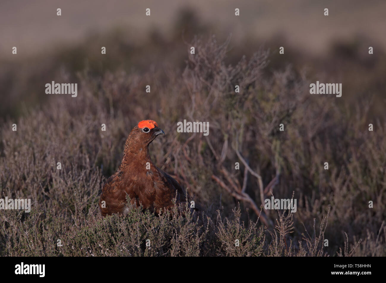 Grouse rojo Foto de stock