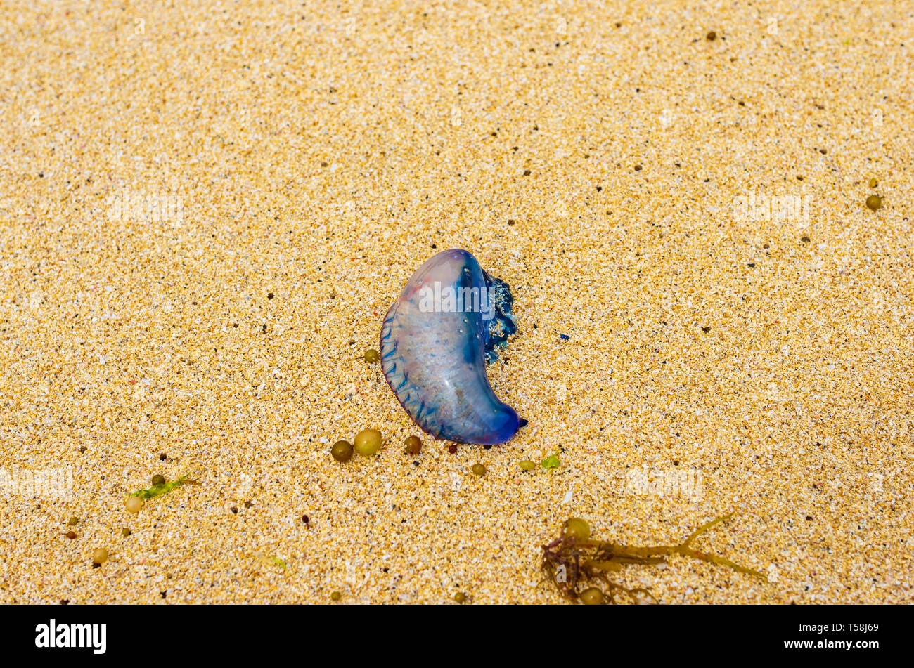 Blue medusas varadas en la playa entre algas en de La Graciosa Fotografía de stock - Alamy