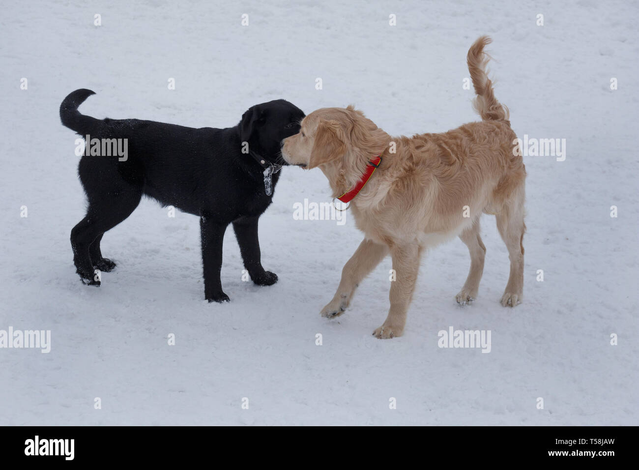 Golden Retriever Blanco Y Negro Fotos E Imagenes De Stock Alamy