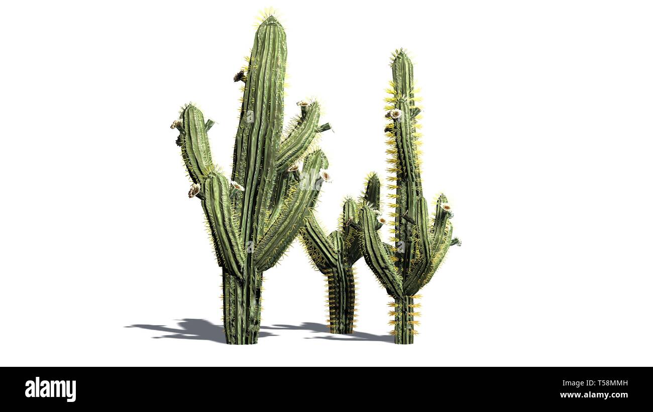 Varias plantas de cactus saguaro - aisladas sobre fondo blanco. Foto de stock