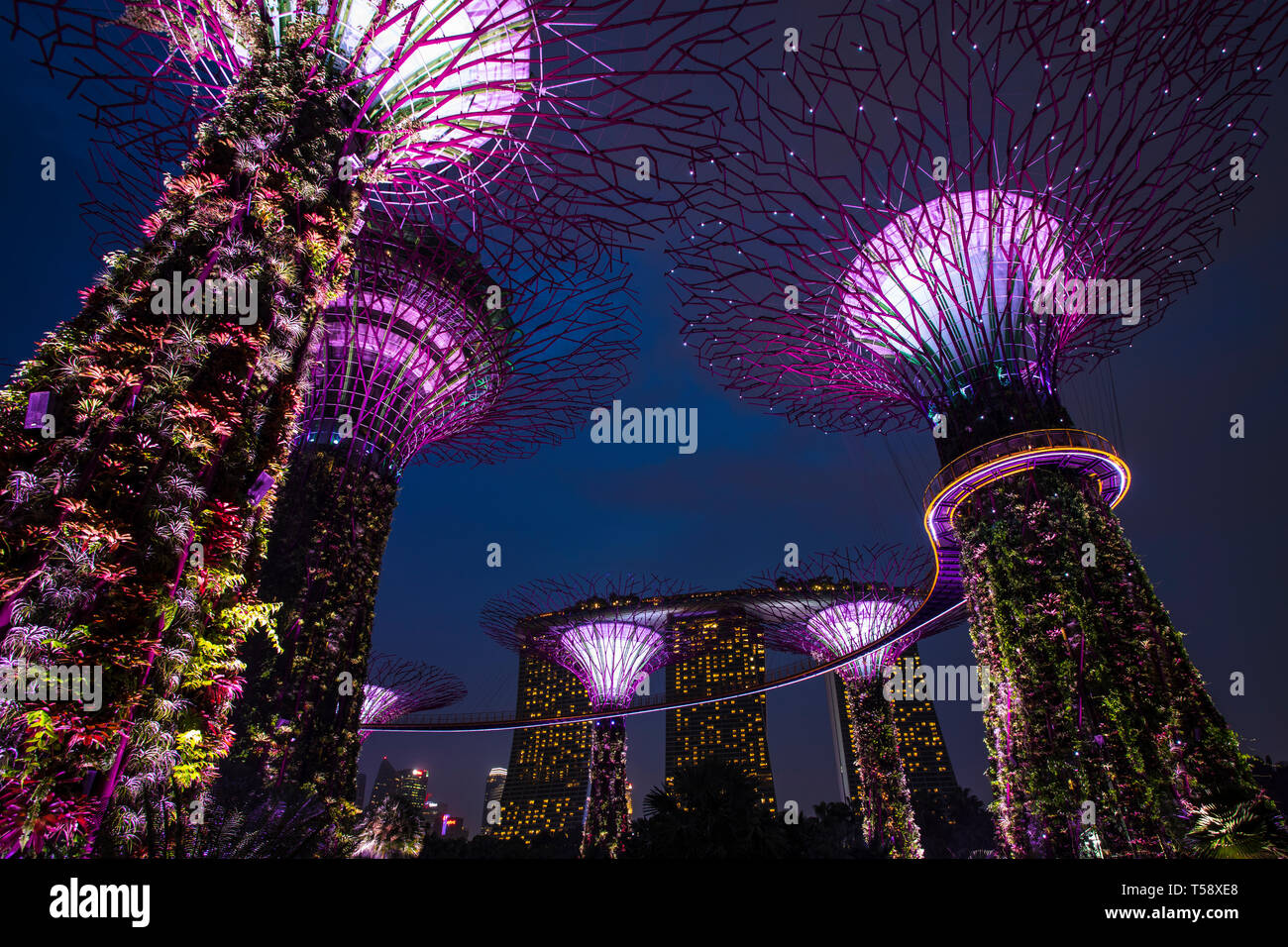Supertree Grove y skyway en Singapor Marina Garden Foto de stock