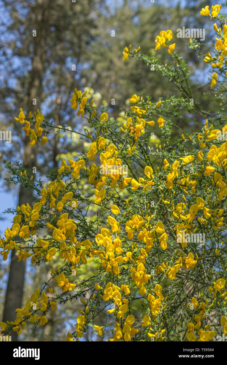 Amasado flores amarillas de la barredora / Cytisus scoparius. Una vez plantas medicinales utilizadas en la medicina herbaria, y capullos en escabeche. Foto de stock
