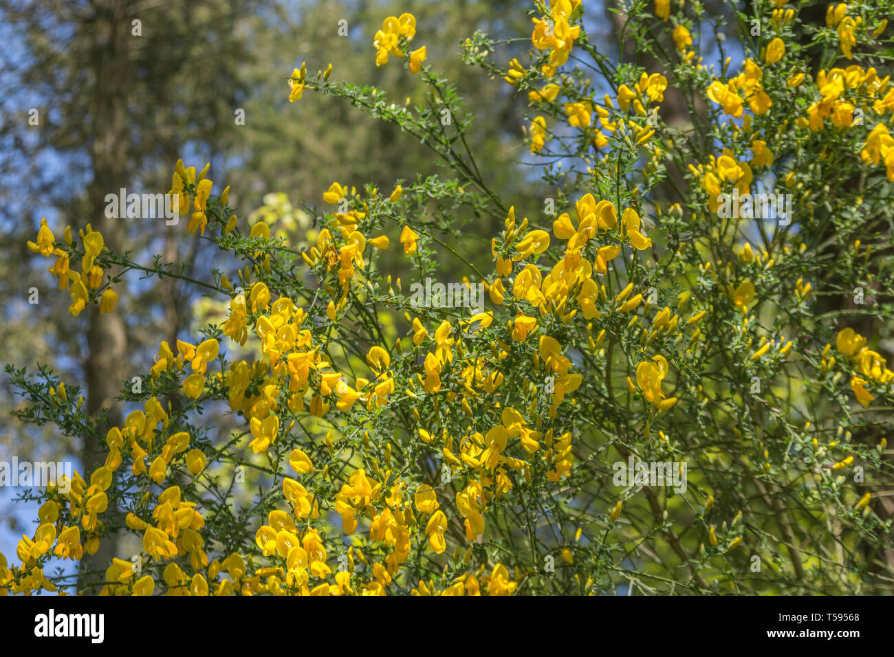 Amasado flores amarillas de la barredora / Cytisus scoparius. Una vez plantas medicinales utilizadas en la medicina herbaria, y capullos en escabeche. Foto de stock