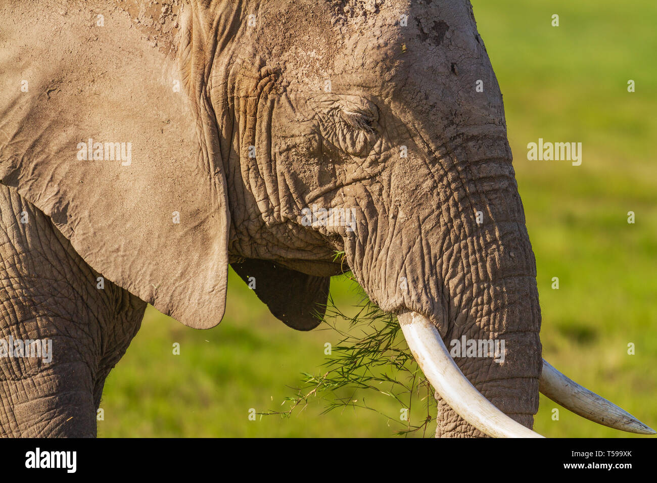 perfil de la cara del elefante africano