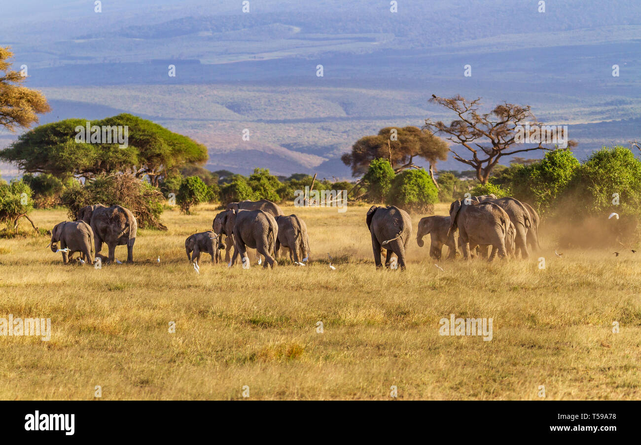 El grupo familiar de elefantes africanos 'Loxodonta africana' cruza praderas polvorientas con árboles y colinas a distancia. Parque Nacional Amboseli, Kenia, África Oriental Foto de stock