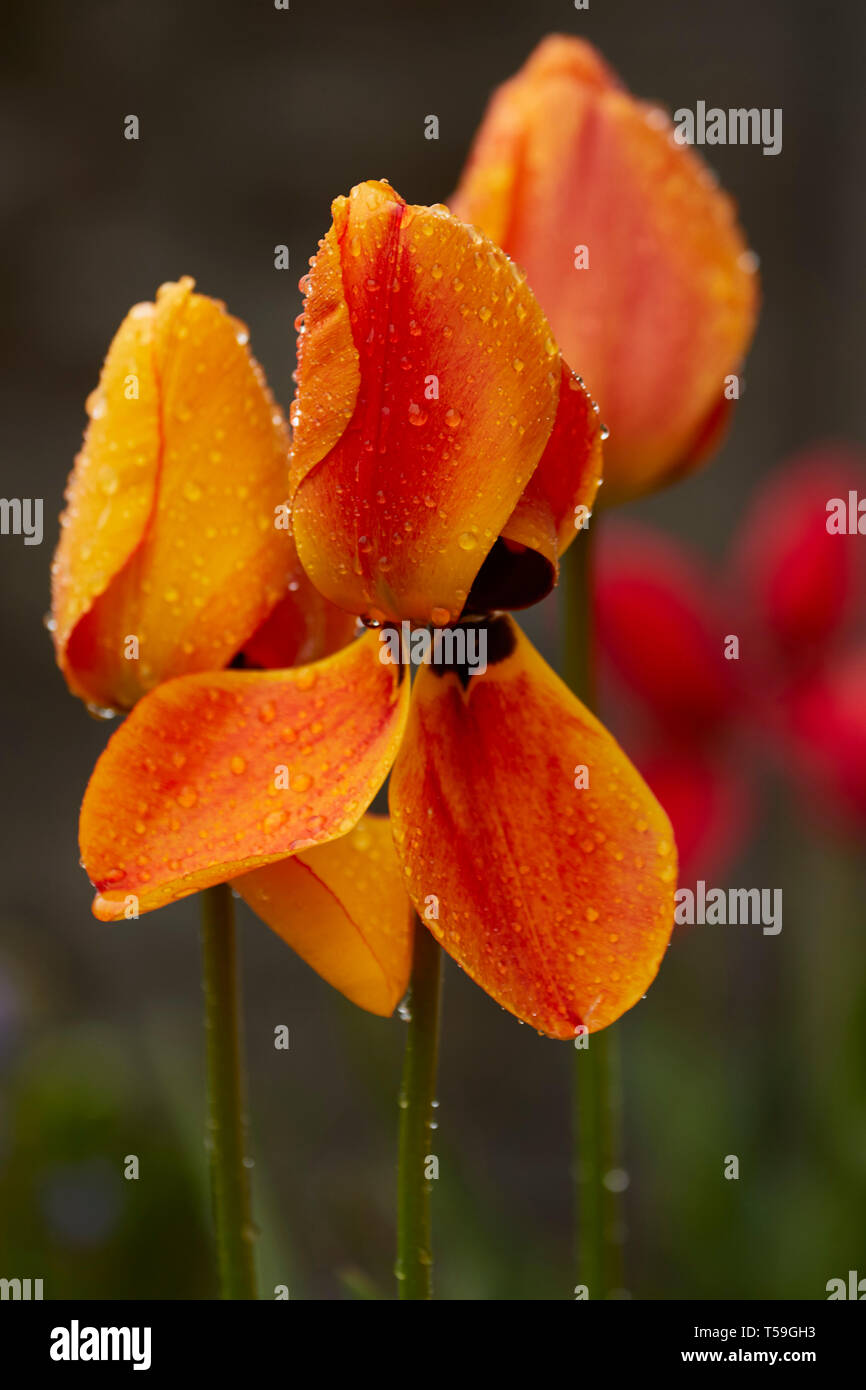 Primavera tulip flores durante la primavera de lluvia en un jardín urbano, Londres, Inglaterra, Reino Unido, Europa Foto de stock