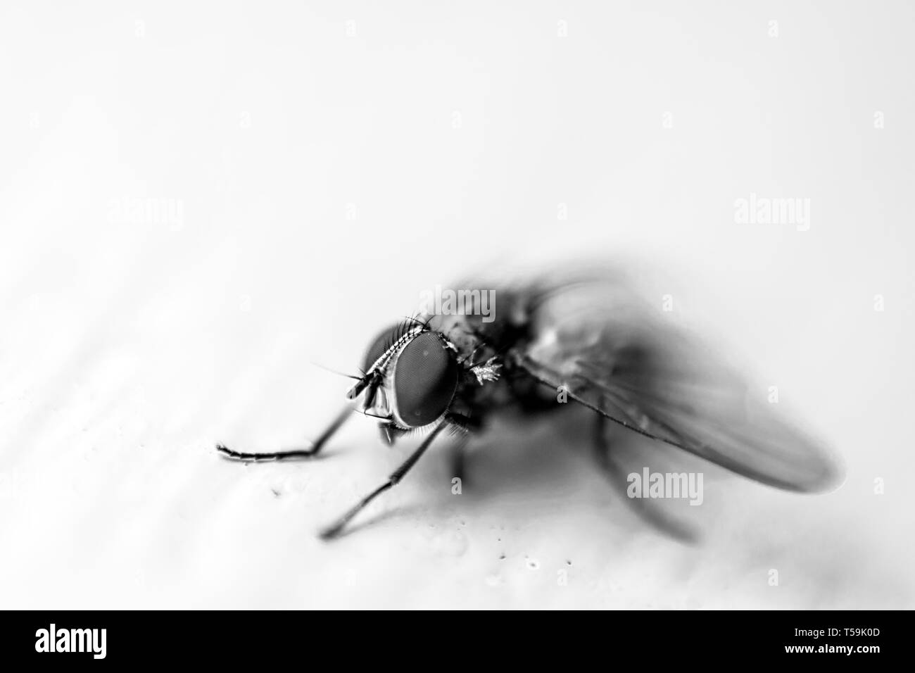 Macro volar aislado sobre fondo blanco. Concepto minimalista. Primer plano detallado de mosca o calliphora erythrocephala en España, 2019. Foto de stock