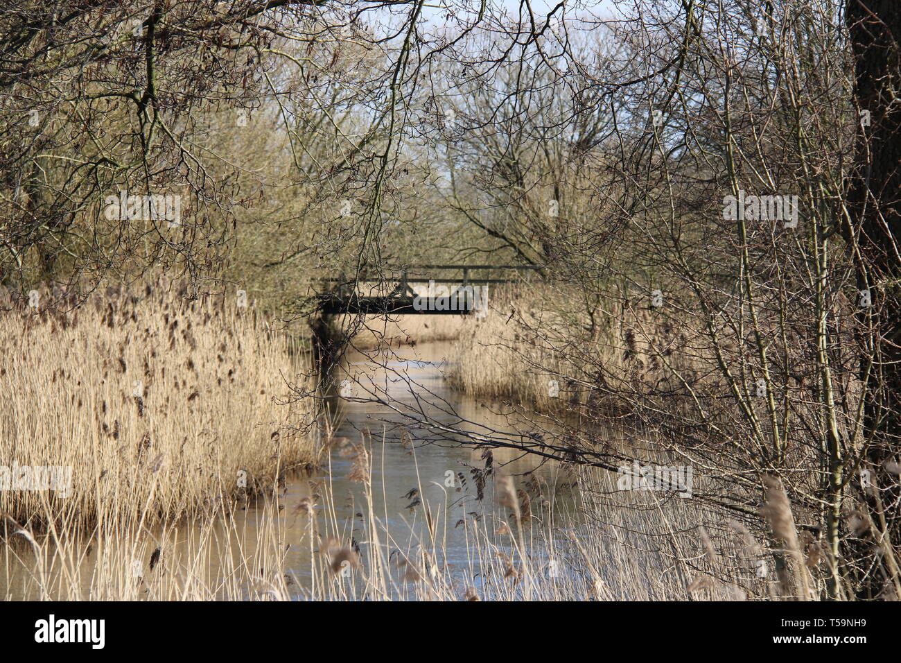 Wald río Fluss forrest Pflanzen Foto de stock