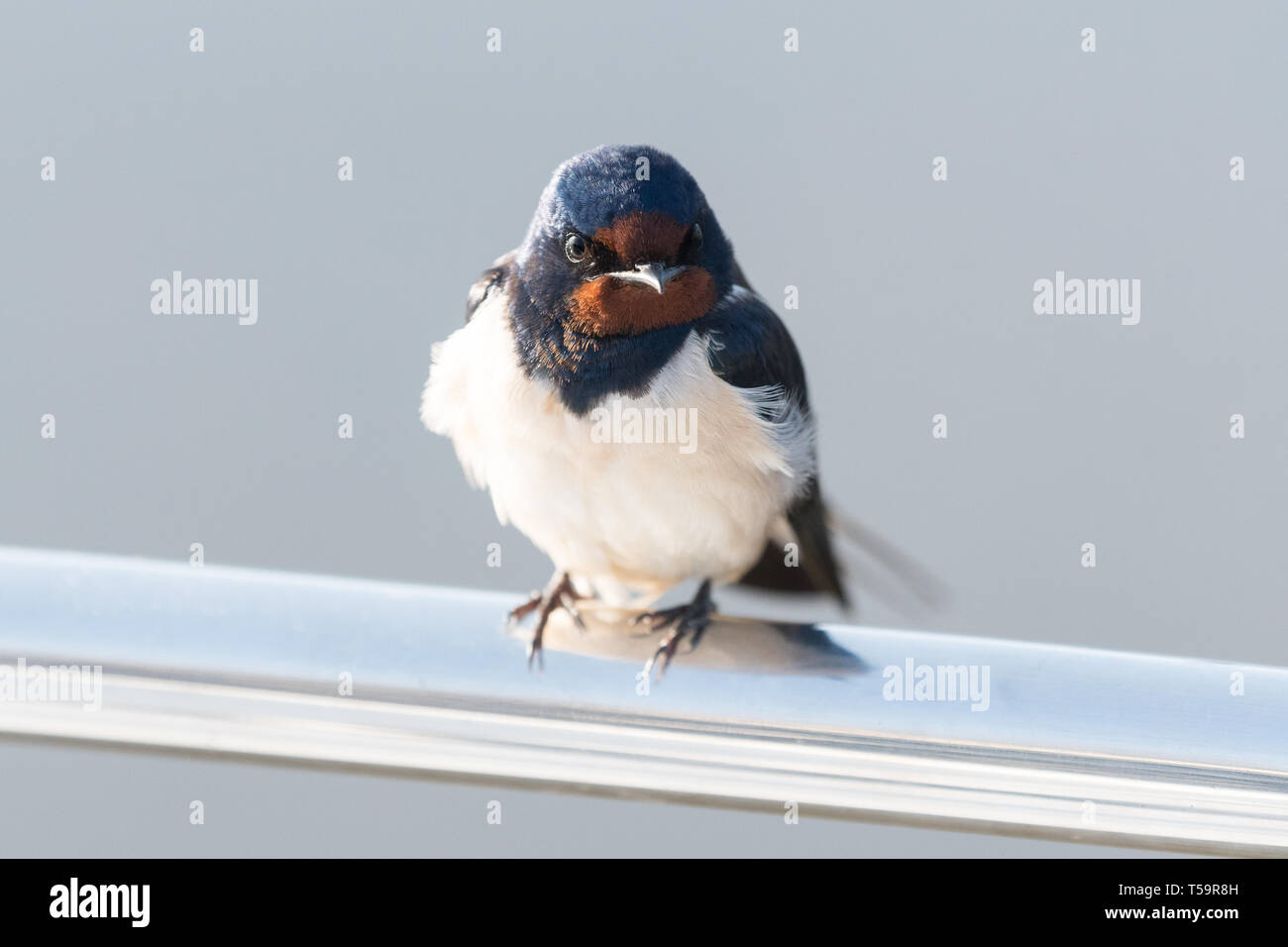 Hirundo rustica - Swallow - pájaro posado en barco, Luss, Loch Lomond, Escocia, Reino Unido Foto de stock