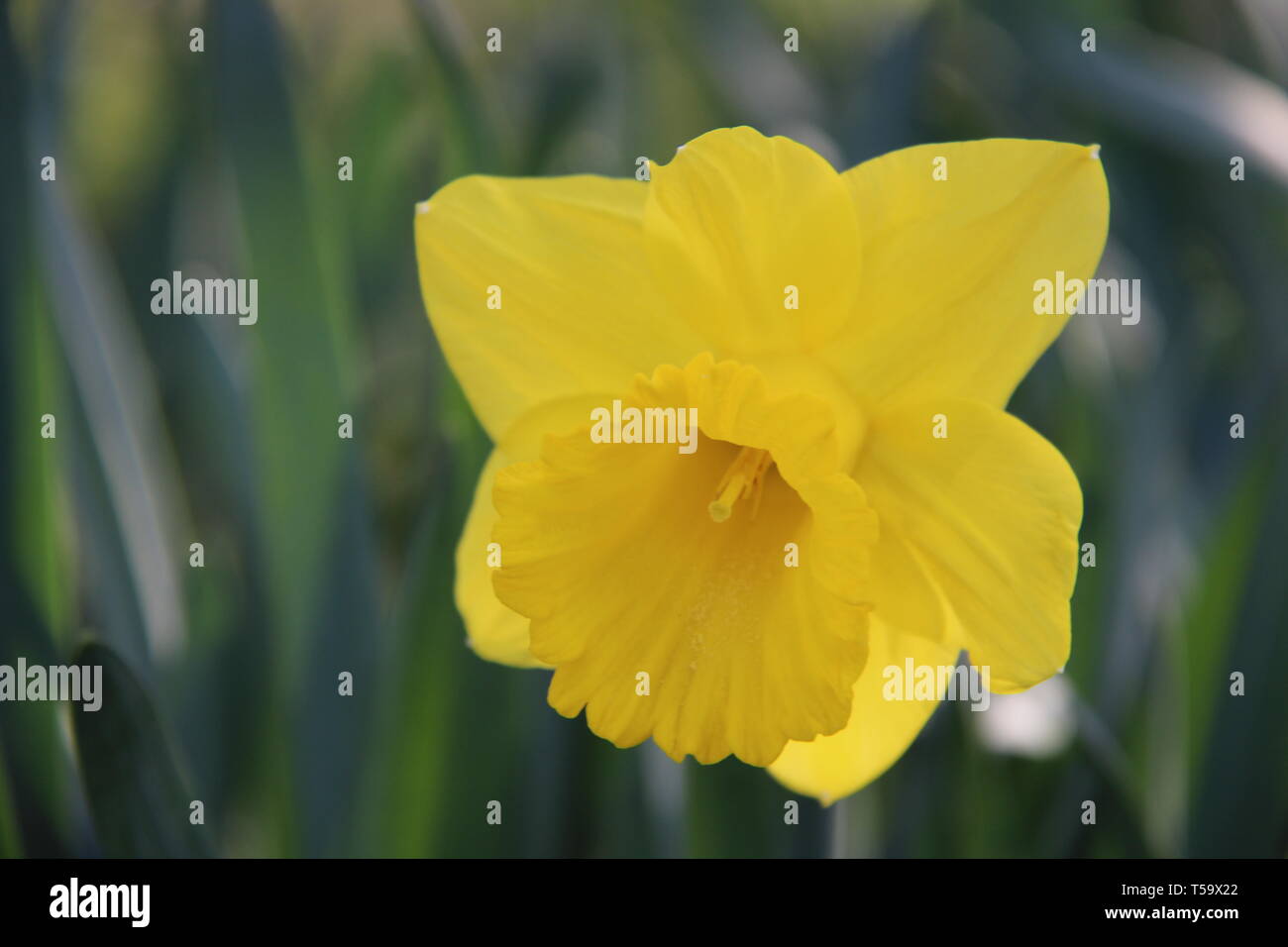 Gelb blühen Osterglocke Narzisse Blumen Frühling Foto de stock