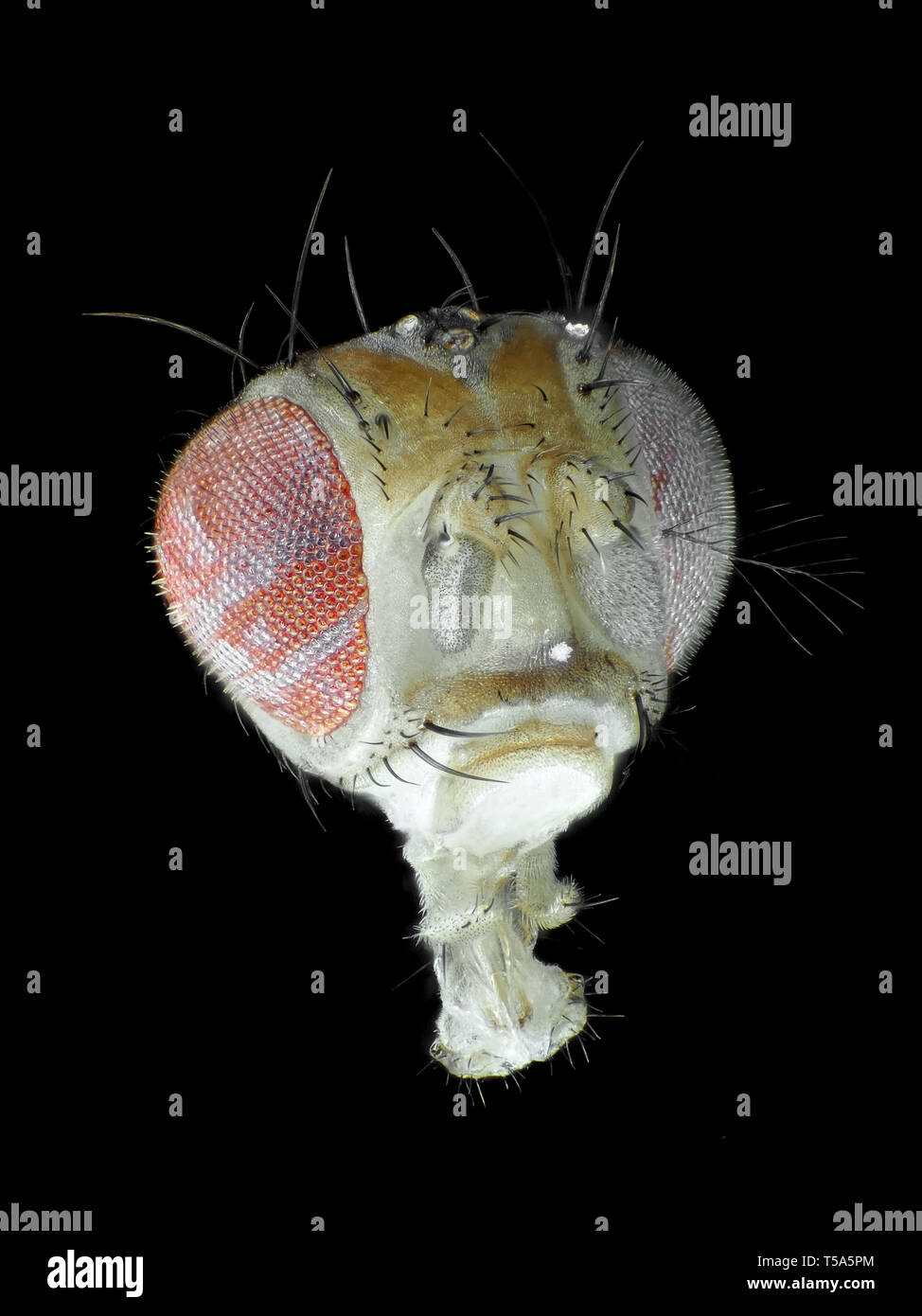 Cabeza de Drosophila melanogaster, luz reflejada micrografía Foto de stock