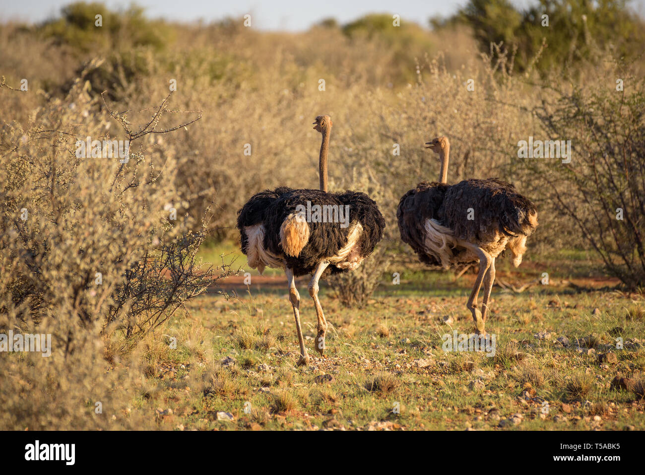 Dos avestruces corriendo en la sabana africana Foto de stock