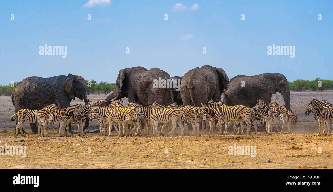 Los elefantes africanos y cebras en un abrevadero en el Parque Nacional de Etosha, Namibia Foto de stock