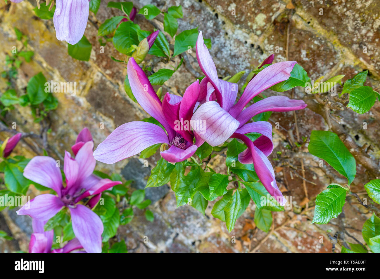 Las flores de un rosa espaldera Mulan magnolio (Magnolia liliiflora) en un jardín en el sur de Inglaterra, Reino Unido. Foto de stock