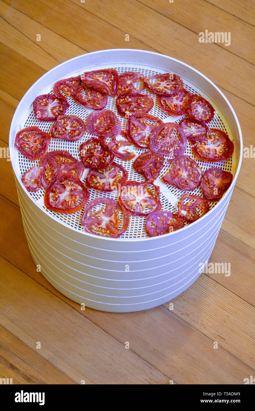 Las bandejas apiladas de rodajas de tomate está deshidratado. Foto de stock