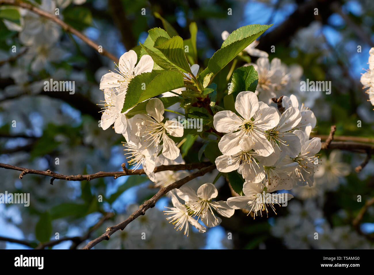 árbol de flor de cerezo en la noche fondo de pantalla