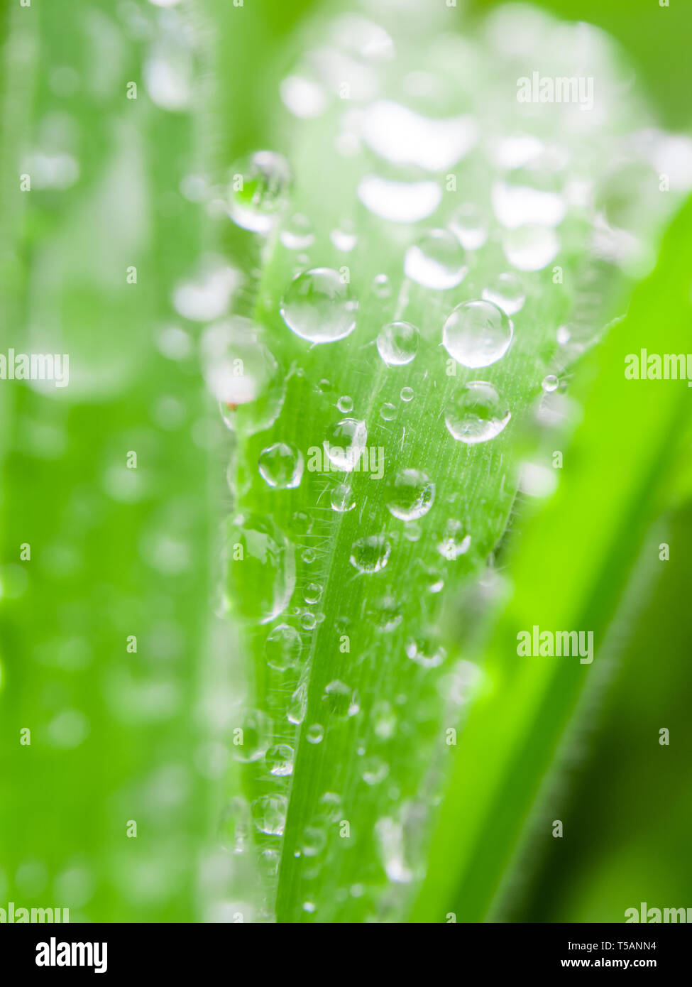 Las gotas de lluvia sobre hojas de pasto después de la lluvia en un bosque en Madeira, Portugal Foto de stock