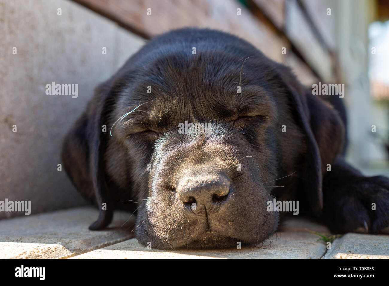 Cerrar negro sentado durmiendo cachorro labrador retriever perezoso cara estrecha con la luz del sol sobre su nariz Foto de stock