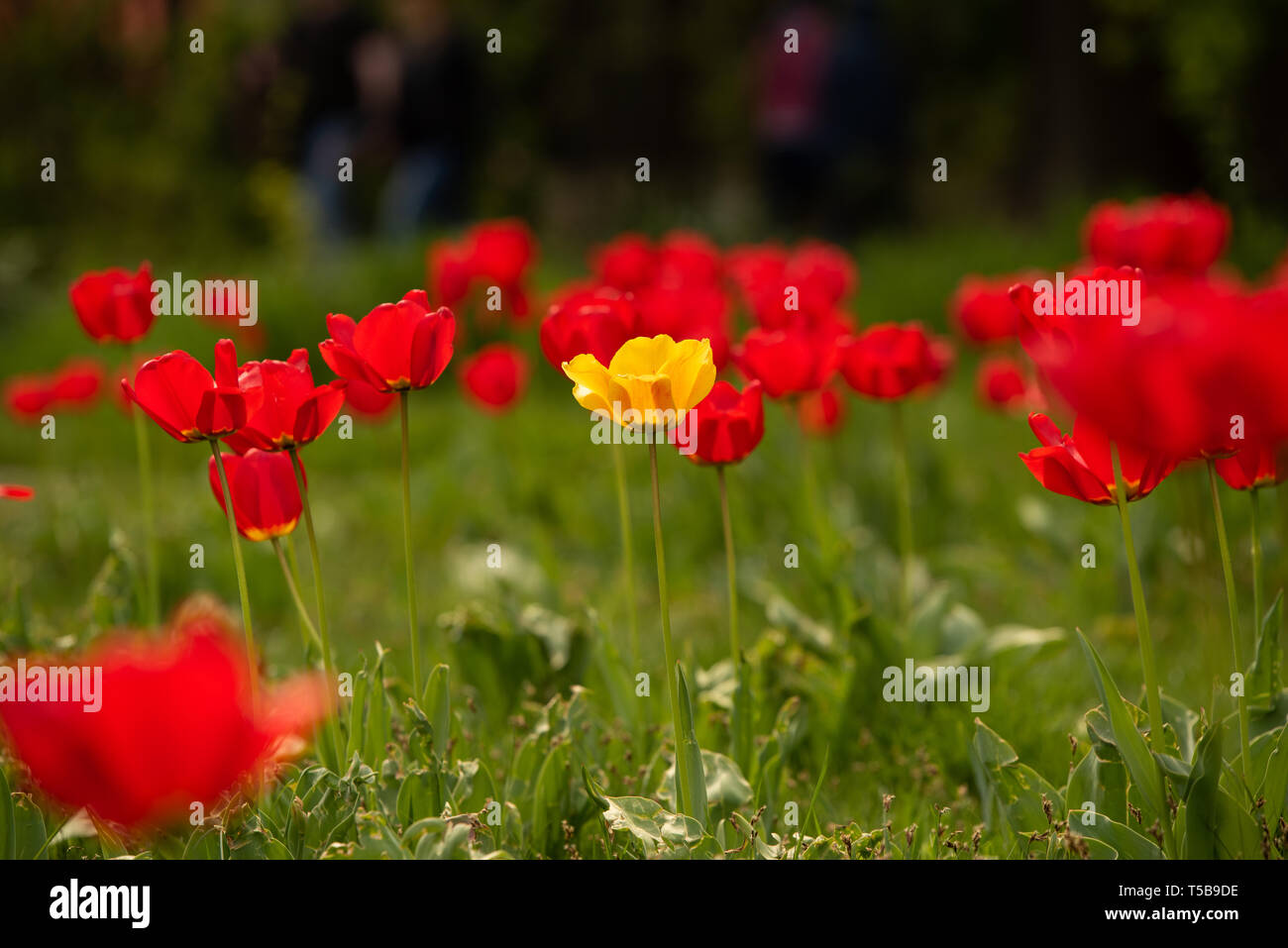 Solo tulipán amarillo gesneriana entre tulipanes rojos. Hermoso color brillante de alta resolución Foto de stock