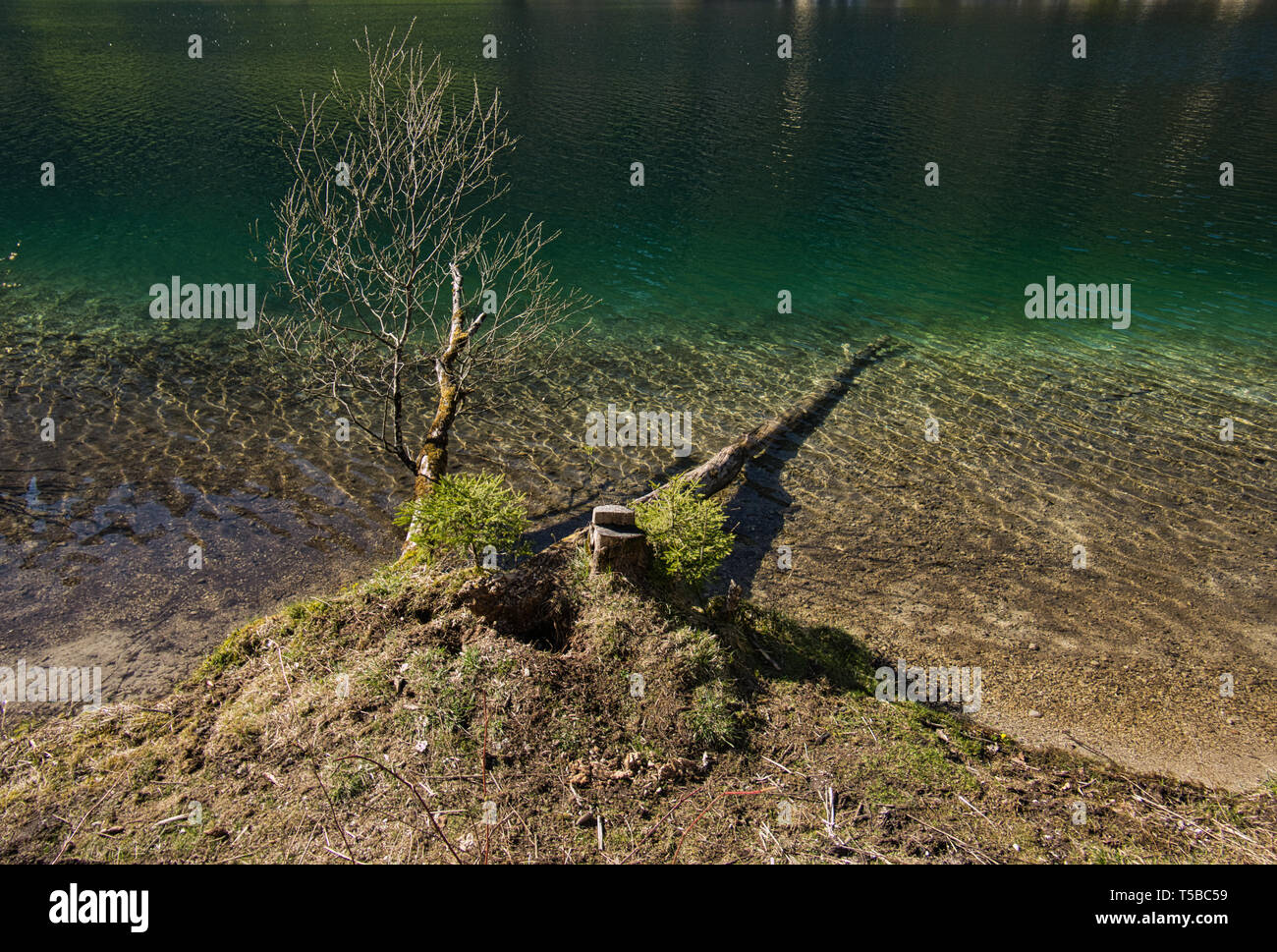 El tronco de un árbol reside en el agua cristalina en el Hintersee en Berchtesgaden Foto de stock