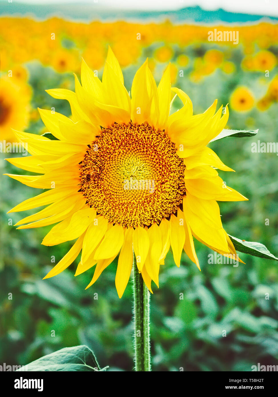 Bee pollinates una flor de un girasol en el campo. Mimetismo de los insectos. Hermosas flores de color amarillo brillante en un campo de girasoles Foto de stock