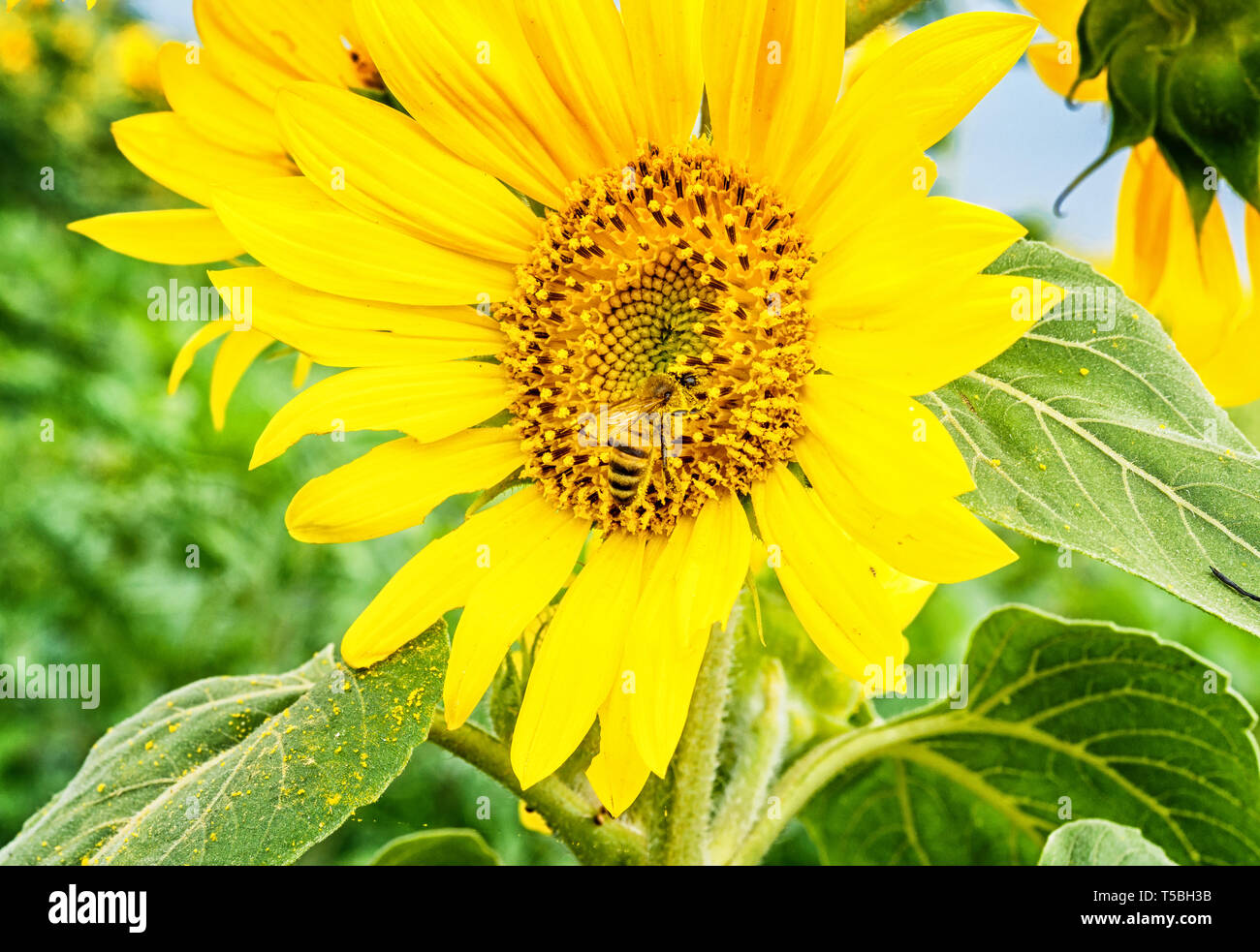 Girasol de Bush con los principales jefes de las flores. Bee pollinates una flor de un girasol en el campo. Mimetismo de los insectos. Hermoso color amarillo brillante Foto de stock