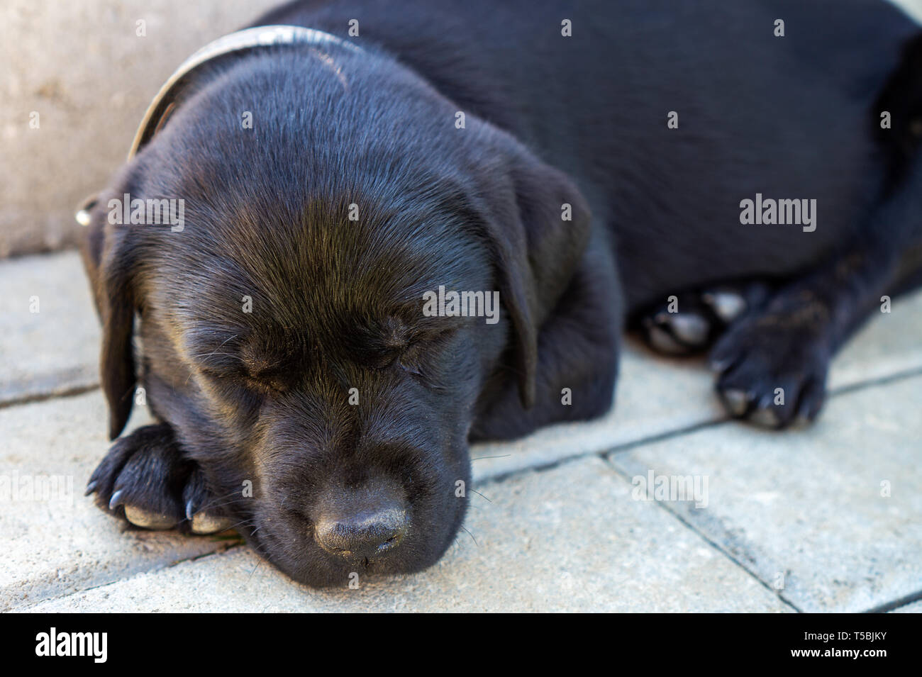 Cerrar negro sentado durmiendo perezoso cachorro labrador cara estrecha con la luz del sol sobre su nariz Foto de stock