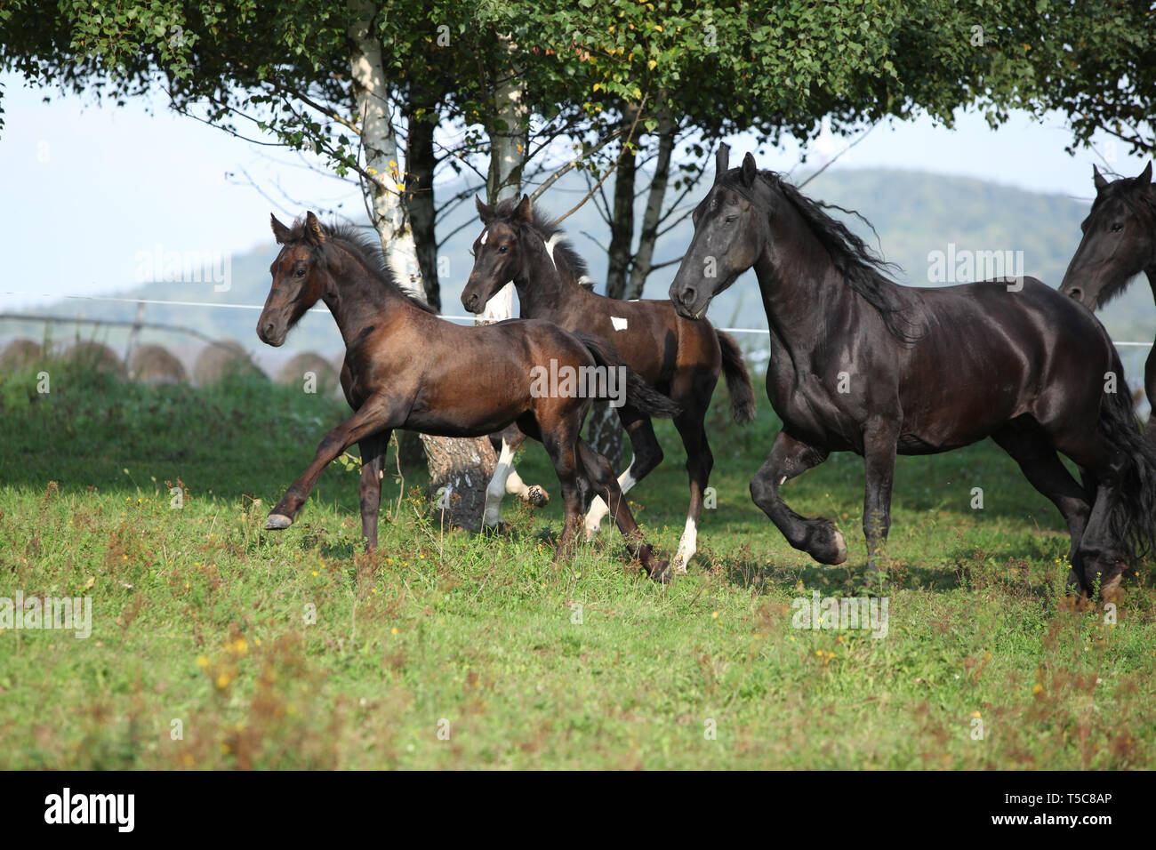 Hermosa negro friesian caballos corriendo sobre el pasto Foto de stock