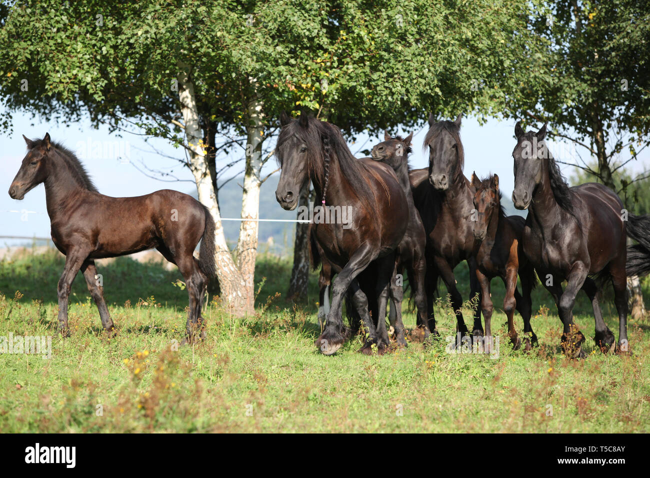 Hermosa negro friesian caballos corriendo sobre el pasto Foto de stock