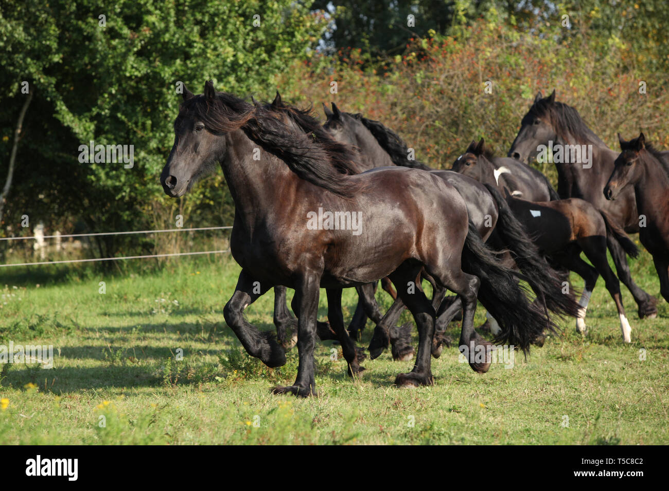 Hermosa negro friesian caballos corriendo sobre el pasto Foto de stock