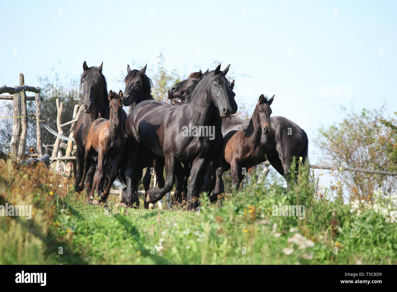 Hermosa negro friesian caballos corriendo sobre el pasto Foto de stock