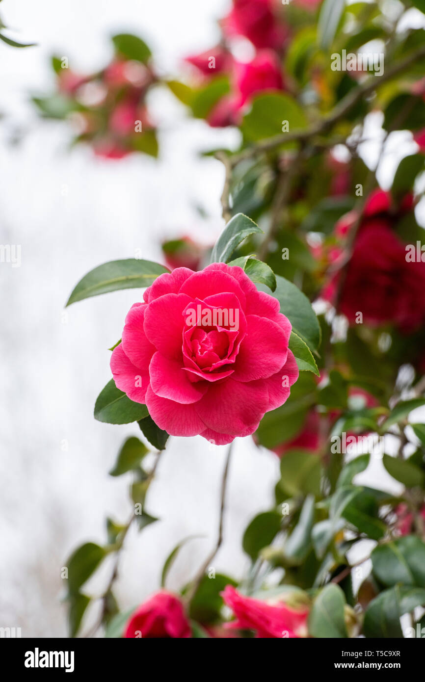 Pink parade fotografías e imágenes de alta resolución - Alamy
