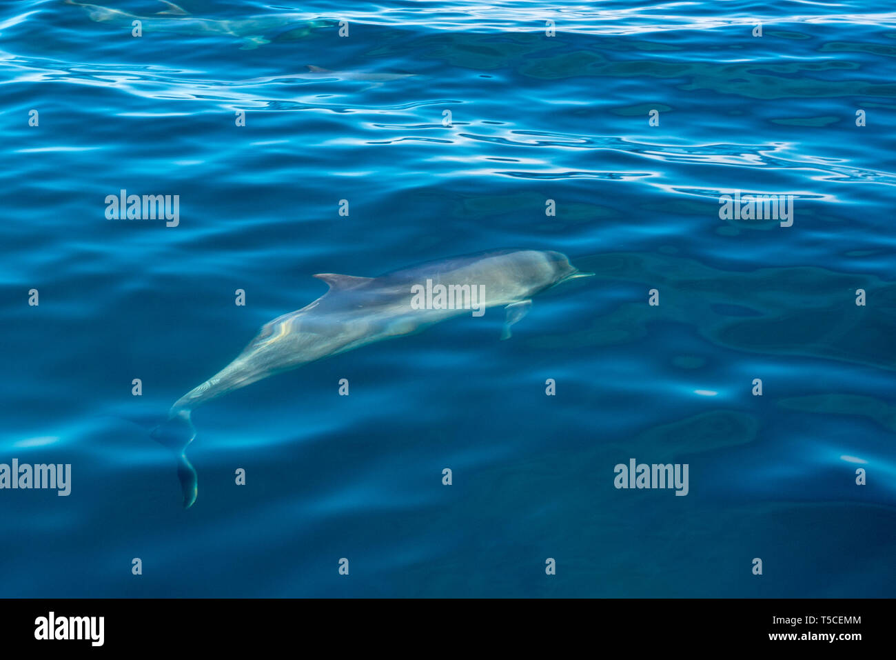 Dolphin, el Golfo de California, México. Foto de stock