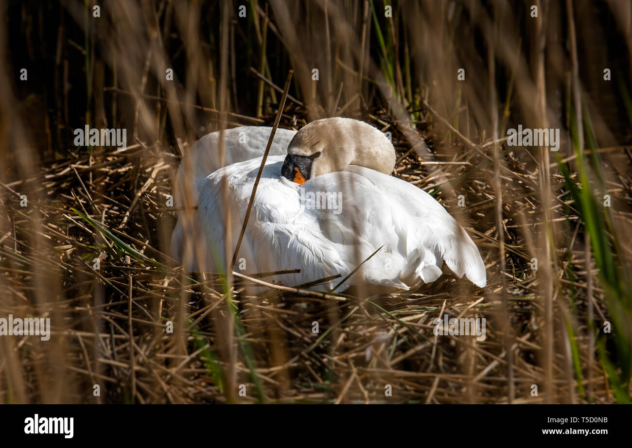 Carrigaline, Cork, Irlanda. El 24 de abril de 2019. Un bolígrafo Swan oculto entre los juncos, incuba sus huevos en su nido en los pantanos del río Owenabue fuera Carrigaline, Co. de Cork, Irlanda. Crédito: David Creedon/Alamy Live News Foto de stock