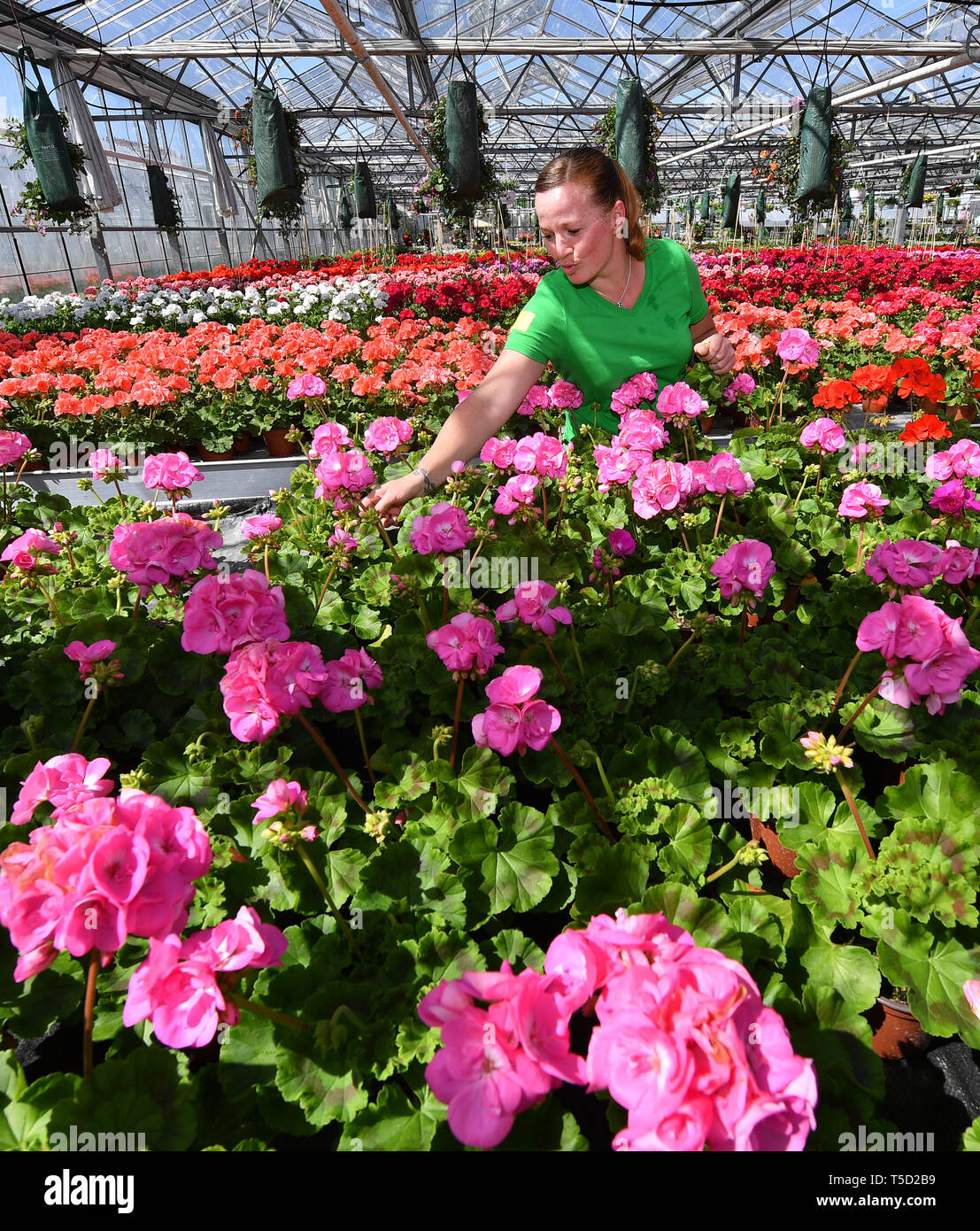 Erfurt, Alemania. 24 abr, 2019. Mandy Justen, floristería, cultiva los  geranios en el invernadero de la Erfurt Schröpfer tradicional vivero, que  celebra su centenario este año. Es una de las 33 empresas