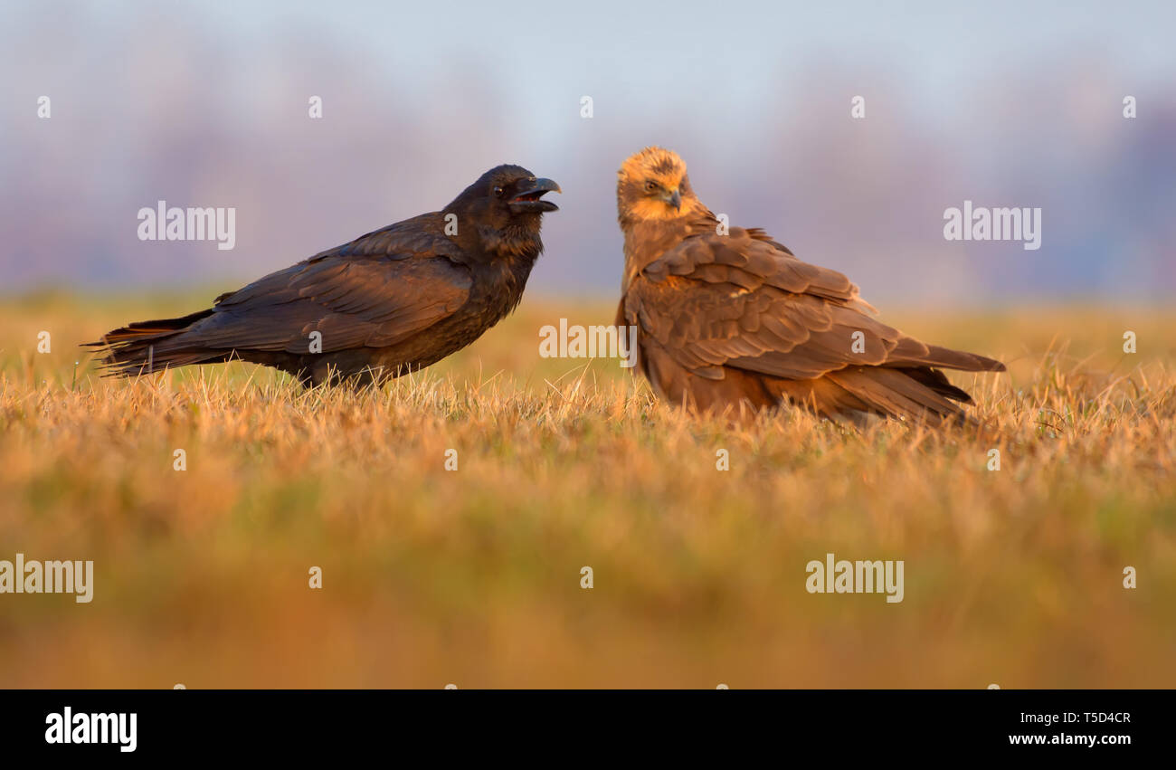 Aguilucho lagunero occidental común y Raven párese cerca juntos y hablar con los picos abiertos Foto de stock