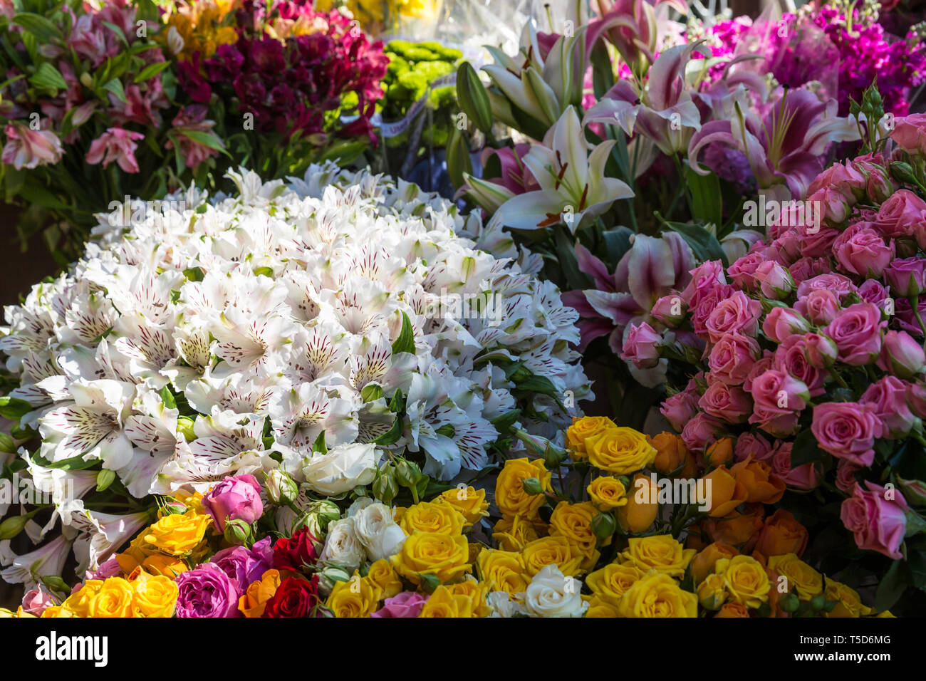 Foto de flor bazar de diseño gráfico y de páginas web, sitios web ...