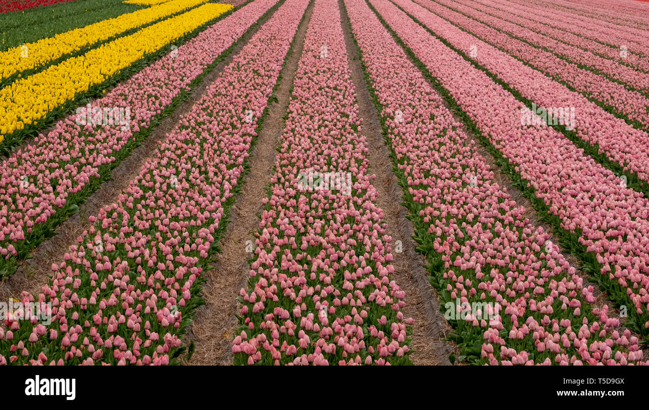 Los campos de flores de Holanda. Coloridos tulipanes rosas y amarillos  establecidos en filas en un campo cerca de Lisse, Holanda Meridional,  Países Bajos Fotografía de stock - Alamy