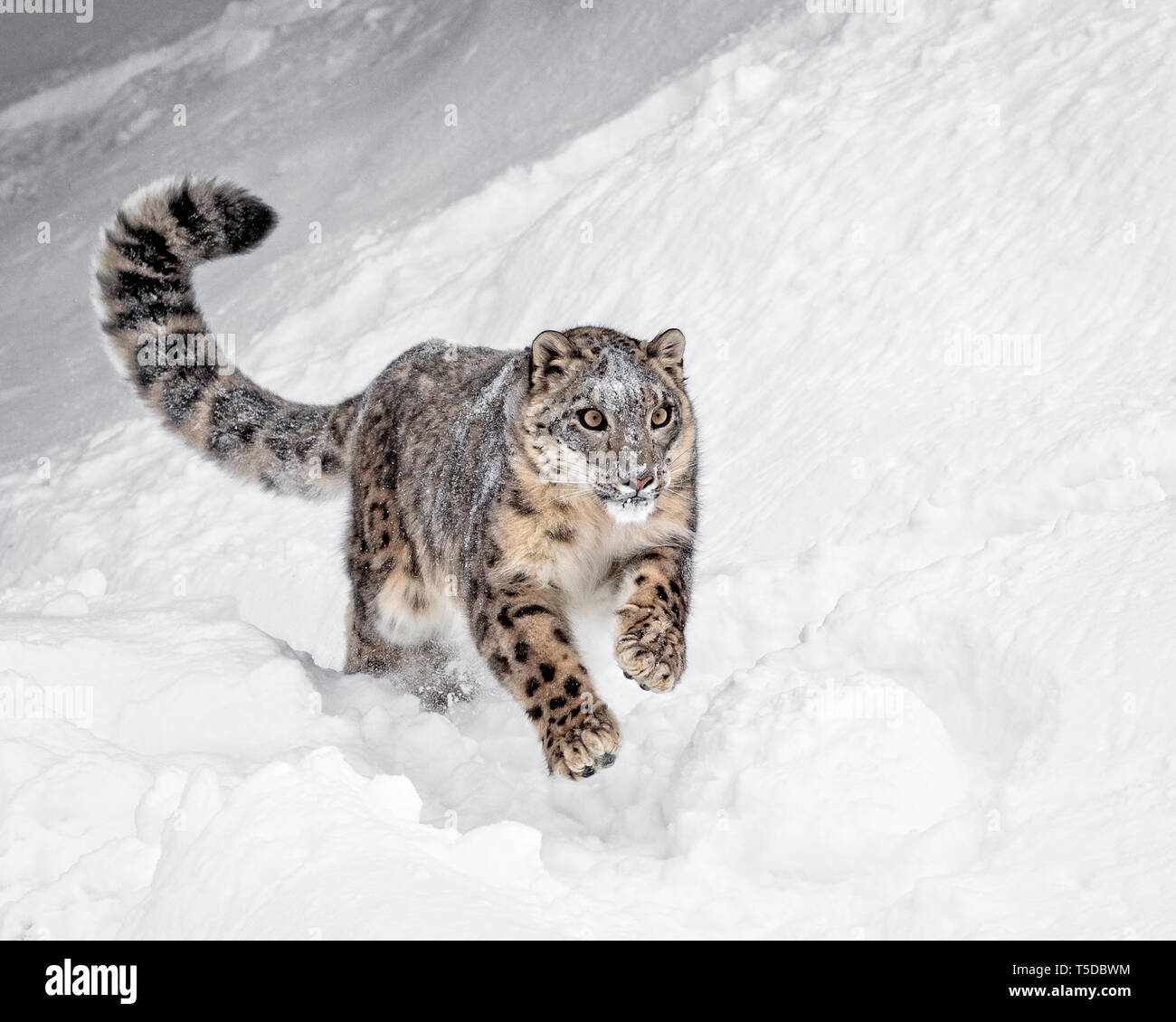 El Snow Leopard es un gran felino desde las montañas de Asia Central y del Sur en las zonas alpinas a alturas de 10.000 a 15.000 pies. Foto de stock