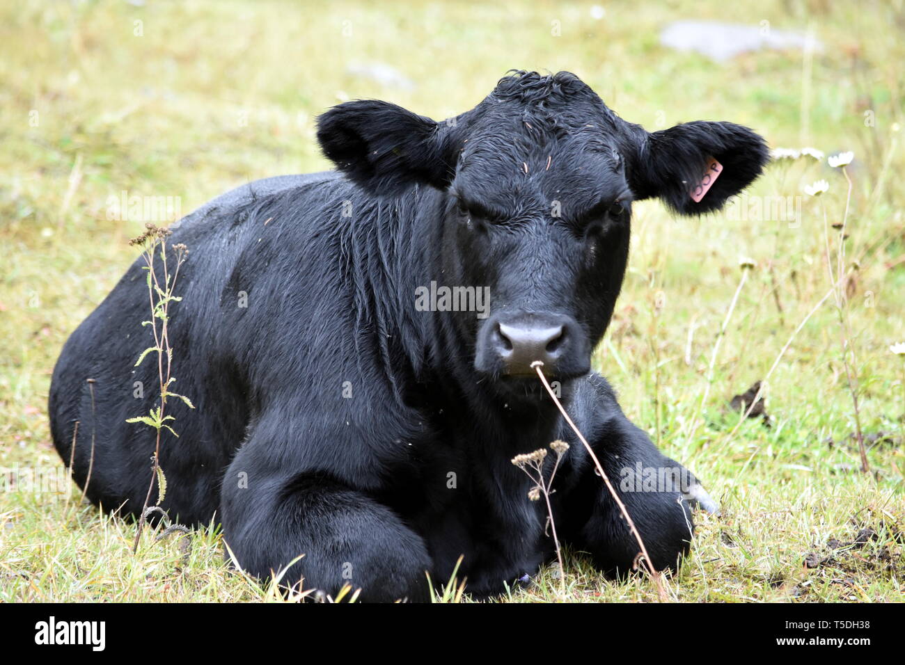 Big Black Cow descansando en la hierba disfrutando del día soleado Foto de stock