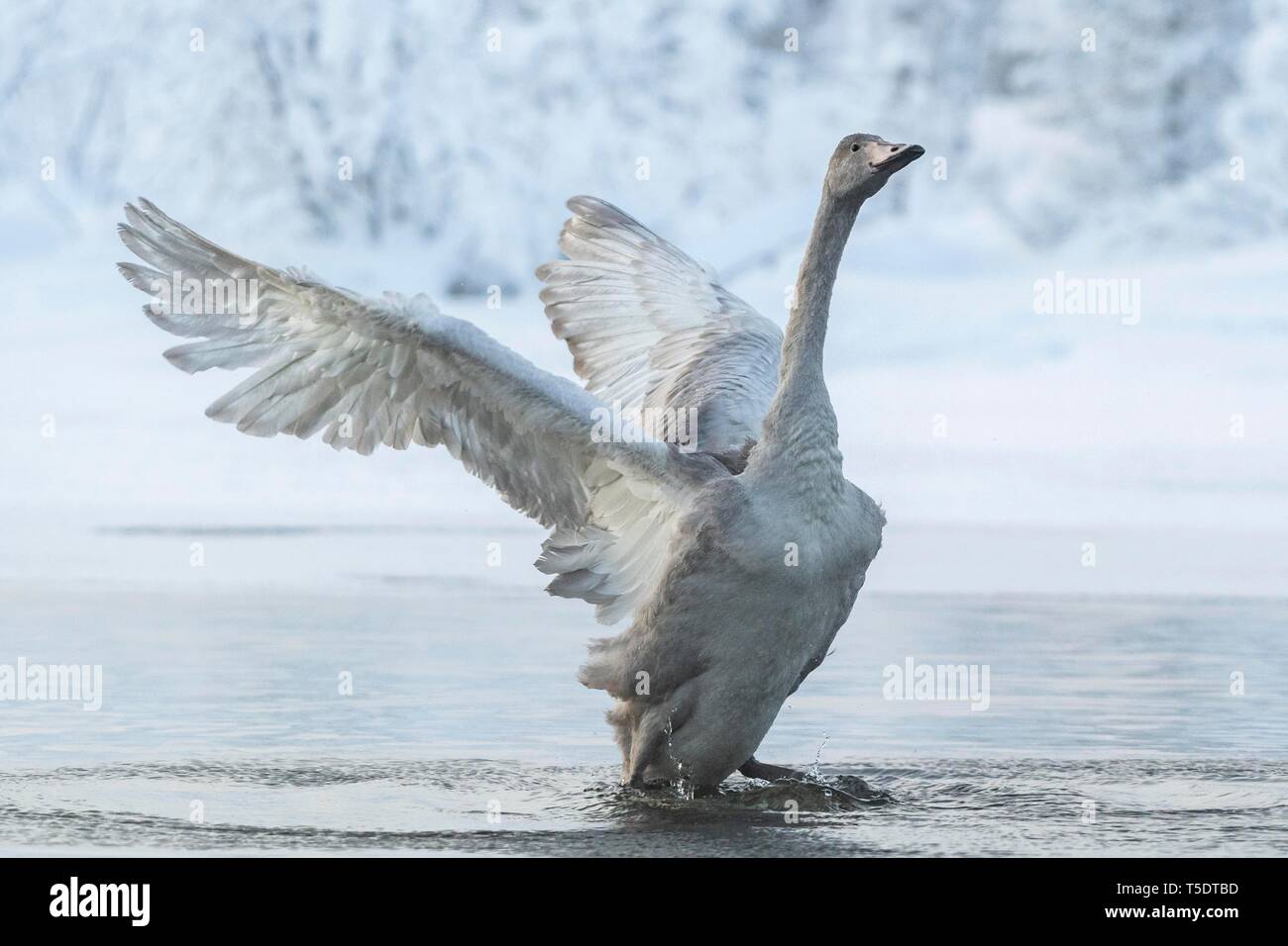 Cisnes cantores (Cygnus cygnus), Joven con alas, nevados, banco Muonio, Laponia, Finlandia Foto de stock