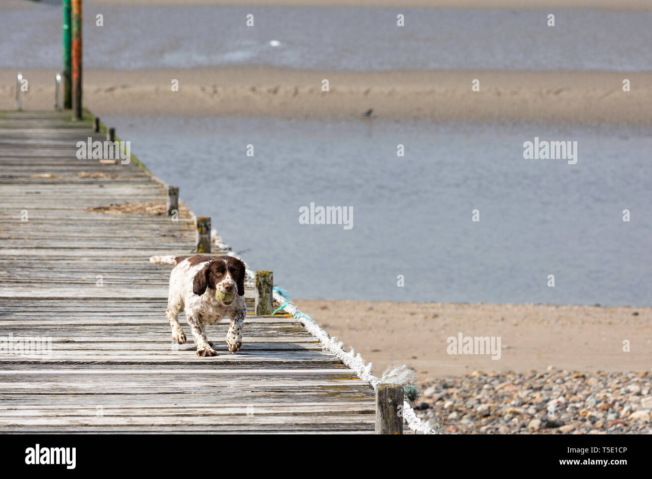 Un pequeño perro jugando fetch recorre un embarcadero con una bola en su desembocadura. Foto de stock